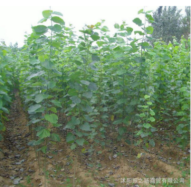 供應各種綠化工程苗木 山東楊樹基地速生楊樹苗 行道風景樹規格全