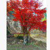 桂林紅楓樹 廣西紅楓苗木 量大優惠 常綠喬木