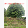 樹苗廣西桂花樹優質桂花樹廠家直銷 供應貴州桂花樹