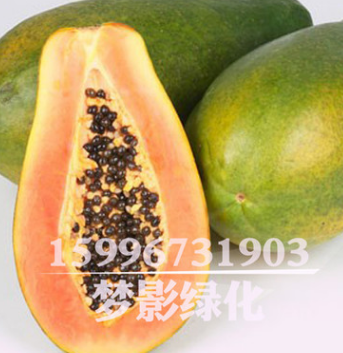 批發木瓜種子價格 顆粒飽滿 木瓜種子銷售 當年采包發芽