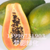 批發木瓜種子價格 顆粒飽滿 木瓜種子銷售 當年采包發芽