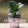 觀葉琴葉榕 大圓葉室內盆栽大植物凈化易養花卉綠植 琴葉榕盆栽