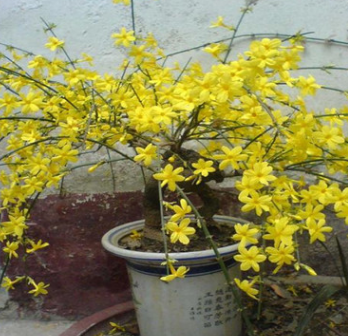 垂吊 迎春苗 迎春花苗盆景 庭院攀援花卉爬藤植物 可盆栽當年開花 舉報