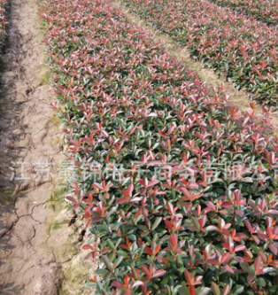 色塊綠化苗石楠小苗 優(yōu)質紅葉石楠苗 規(guī)格齊全 紅葉石楠工程綠化