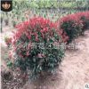 湖南基地批發(fā) 冠幅80 100 120cm紅葉石楠球樹苗 湖南最新球類價格