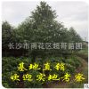 湖南批發(fā)園林綠化喬木樂昌含笑樹苗 樂昌含笑大樹 胸徑10至20cm