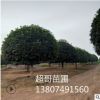 超哥苗圃 供應優(yōu)質八月桂花樹胸徑15cm 規(guī)格齊全 全國各地供應