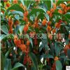 湖南苗圃常綠灌木優質紅花丹桂綠籬苗高80-150cm丹桂苗批