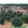 湖南苗圃批發優質桂花特價八月桂胸徑5 6 7 8 910cm常綠灌木喬木
