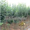苗圃直銷西府海棠小苗 根系發(fā)達(dá) 現(xiàn)貨充足 綠化苗木 西府海棠