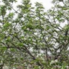 供應(yīng)海棠樹(shù)、樹(shù)苗移栽、西府海棠樹(shù)苗