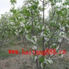 供應(yīng)八棱海棠樹(shù)、綠化植物、公路邊坡綠化