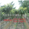 專業(yè)種植大五星枇杷樹 白沙大果型 南北種植 基地批發(fā)