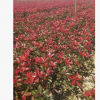 基地直批發(fā)紅葉石楠 工程苗木 容器苗 品種優(yōu)良保證