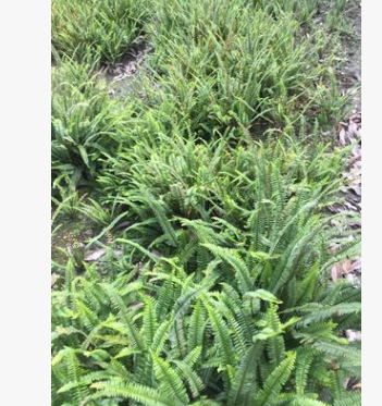大量出售優(yōu)質(zhì)綠化苗木 大量水生植物再力花 再力花