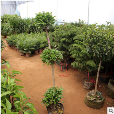 客廳大觀葉盆栽植物 搖錢(qián)樹(shù) 想發(fā)財(cái)就養(yǎng)金錢(qián)榕 吸甲醛綠