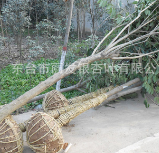 供應(yīng)綠化苗木 大葉女貞苗 大葉女貞球 高桿女貞樹(shù)