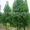 批發(fā)供應(yīng)水杉 水杉樹(shù) 工程綠化苗木 各種規(guī)格水杉樹(shù)
