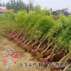 基地黃金槐樹(shù)批發(fā) 園林工程綠化苗木 小區(qū)行道樹(shù)木 高嫁黃金槐