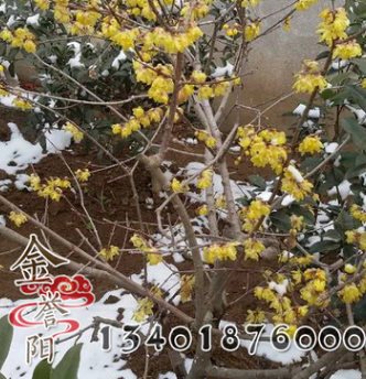 臘梅苗批發(fā)工程綠化苗木蠟梅苗 臘梅小苗 規(guī)格齊全 園林觀賞植物
