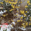 臘梅苗批發(fā)工程綠化苗木蠟梅苗 臘梅小苗 規(guī)格齊全 園林觀賞植物