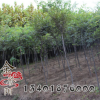 紅櫸工程綠化苗 紅櫸苗 盆栽庭院 園林綠化 行道樹(shù) 規(guī)格全