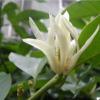 批發(fā)綠植花卉盆栽 白蘭花樹(shù)苗 十里飄香 香味獨(dú)特 庭院綠植苗木