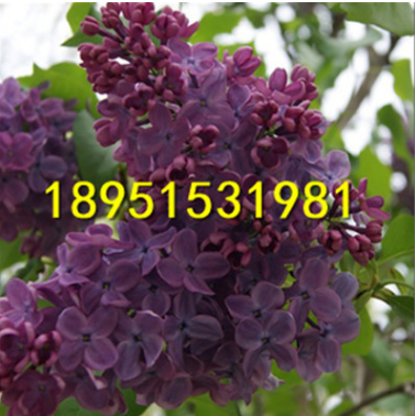 四季丁香花苗 庭院綠化樹苗 陽臺盆栽觀花植物 花香十里