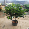 牡丹梔子花苗 大葉梔子花苗帶花苞四季開花帶土發(fā)貨綠植盆栽花卉