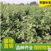 供應(yīng)新疆矮化柱狀蘋果樹苗 紅香蘋果樹苗盆景 高酸蘋果苗批發(fā)