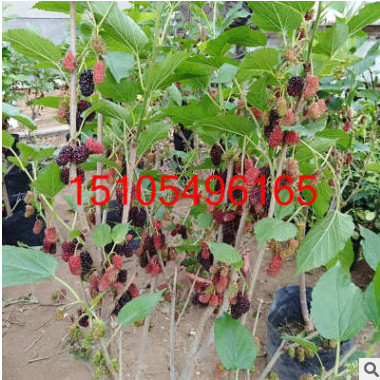 桑葚樹苗盆景盆栽地栽陽臺 桑樹苗批發新品種果樹苗桑葚樹苗