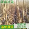 產地直銷楊樹苗 優質速生楊樹苗 綠化苗楊樹 量大從優 規格齊全