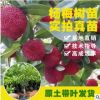 楊梅苗 嫁接?xùn)|魁楊梅樹苗 營養(yǎng)杯發(fā)貨