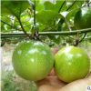 批發(fā)百香果苗 雞蛋果苗 紫色夏威夷果苗西番蓮苗果樹苗