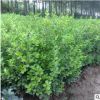 供應各種綠化苗木 出售 40公分高 膠東衛矛
