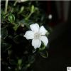 供應各種苗木 種苗 批發大量優質 六月雪
