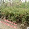 【大毅苗木】供應火棘球小苗 綠色植物各種規格 量大優惠