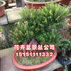 【大毅苗木】優質南天竹 南天竺種苗大量供應