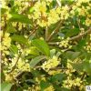 供應各種苗木 桂花種苗 基地直銷 優質 八月桂花樹