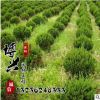 基地批發(fā)工程綠化苗龍柏球 龍柏 地被植物綠籬常青苗 規(guī)格齊全