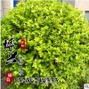 基地供應金葉女貞球 批發優質綠化苗金葉女貞 規格齊全 量大優惠