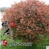 批發紅葉石楠球 精品紅葉石楠 基地直銷工程綠化苗木 規格齊全