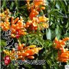 批發供應優質美國凌宵花苗 攀援花卉 藤本植物 凌霄苗 基地發貨