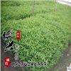 大量供應(yīng)紅王子錦帶苗 金葉錦帶 園林綠化用苗批發(fā) 量大從優(yōu)