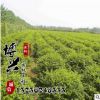 供應優質園林工程綠化苗木小葉女貞球 基地直銷 小葉女貞球苗木