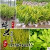 批發優質綠化苗金葉女貞 行道樹 金葉女貞球 庭院植物規格齊全