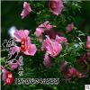 觀花型園林綠化苗木批發(fā) 優(yōu)質(zhì)小樹苗苗圃供應(yīng)規(guī)格全 獨桿木槿花苗