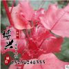 大量供應(yīng)各種規(guī)格小樹苗 優(yōu)質(zhì)紅葉楊工程苗木批發(fā) 質(zhì)量上乘價格優(yōu)