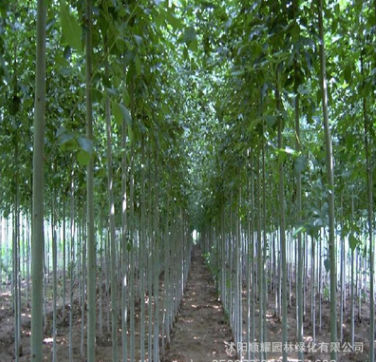 優(yōu)質(zhì)綠化工程苗木批發(fā) 白蠟樹價(jià)格 量大從優(yōu)
