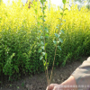 基地批發(fā)金葉女貞小苗 綠化苗木金葉女貞灌叢護(hù)金葉女貞種類全